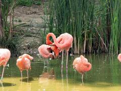 101PARC AUX OISEAUX DANS L AIN 2016 1_000007
